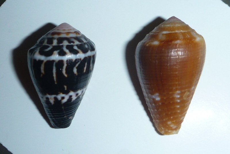 Conus (Pionoconus) catus Hwass in Bruguière, 1792 - Page 2 03910