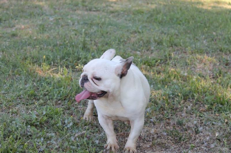 JULIE bouledogue français blanche 3 ans Temp220