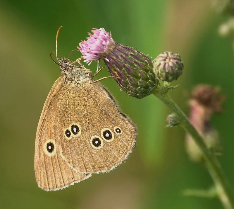 Les papillons. P7081610