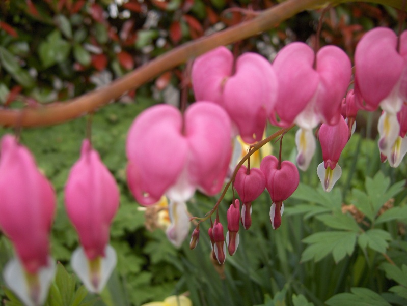 DICENTRA (Coeur de Marie) une plante sympa pour nos jardins Coeur_11