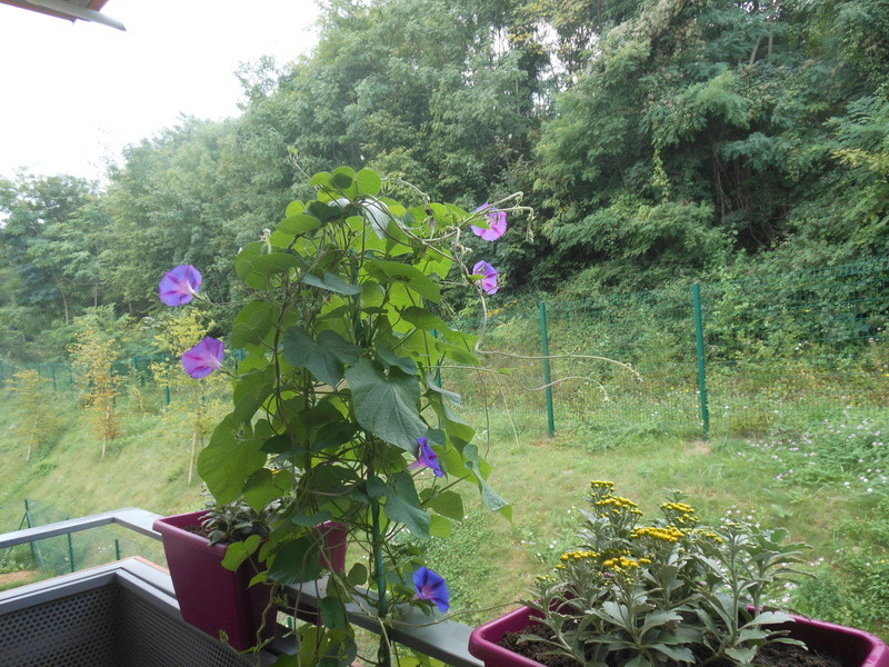 Les fleurs de mon balcon  Dscn7010