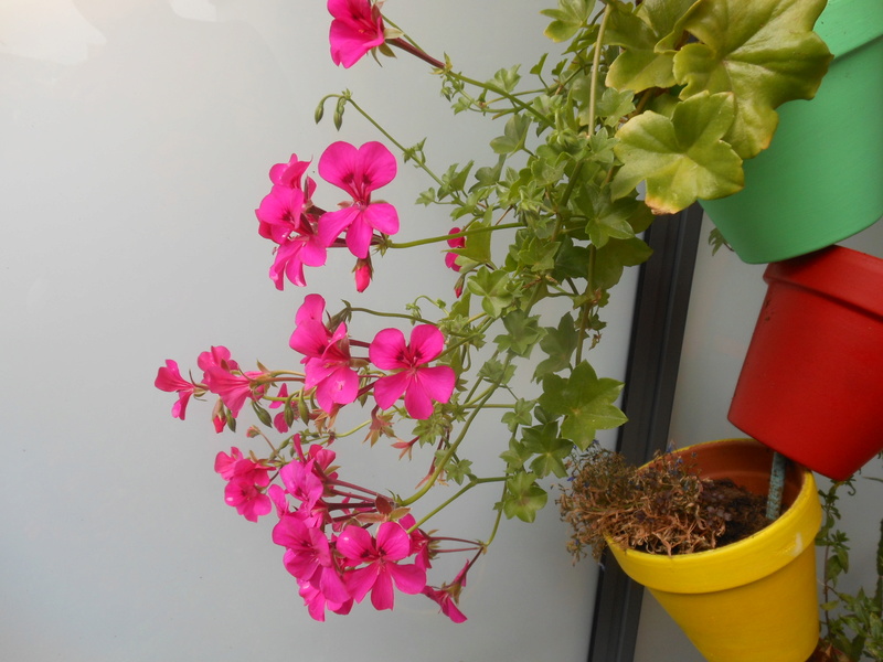 Les fleurs de mon balcon  Dscn7017