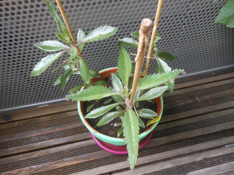 KALANCHOE Daigremontiana Dscn7018