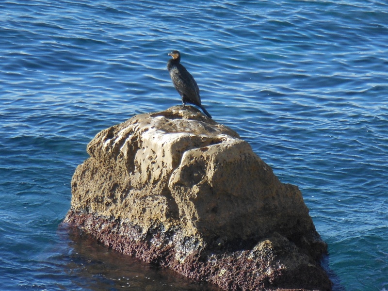 La tourterelle Le_cor10