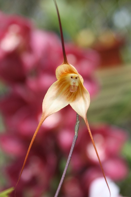 floraisons des orchidées - Page 26 Orchid12