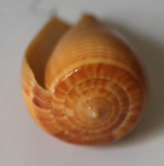 Dendroconus figulinus (Linné,1758) Cone310