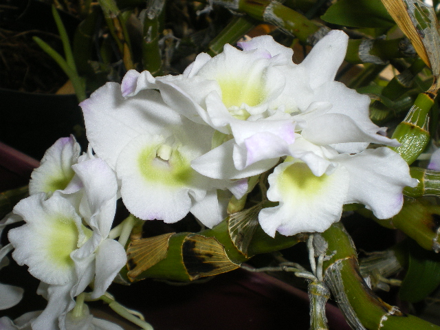 dendrobium - Dendrobium Nobile białe - Page 2 00710