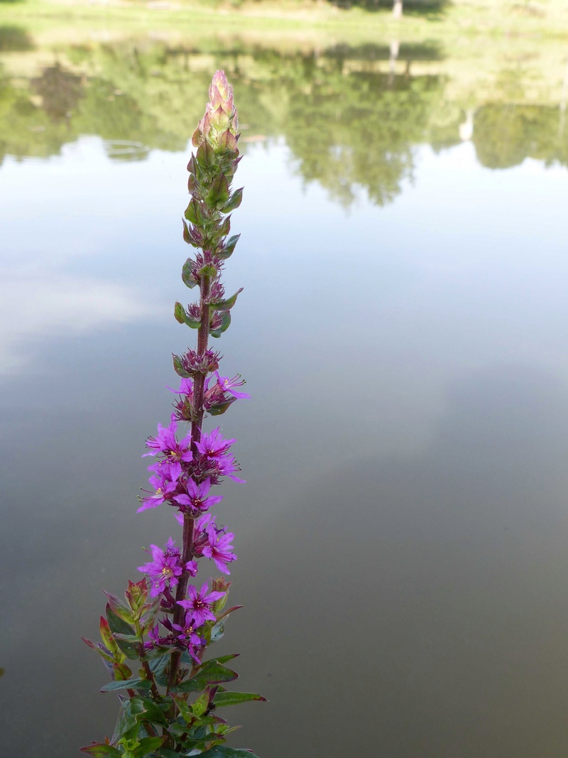 etang - Saint-Clair-Sur-Galaure: étang de sorbière P1100931