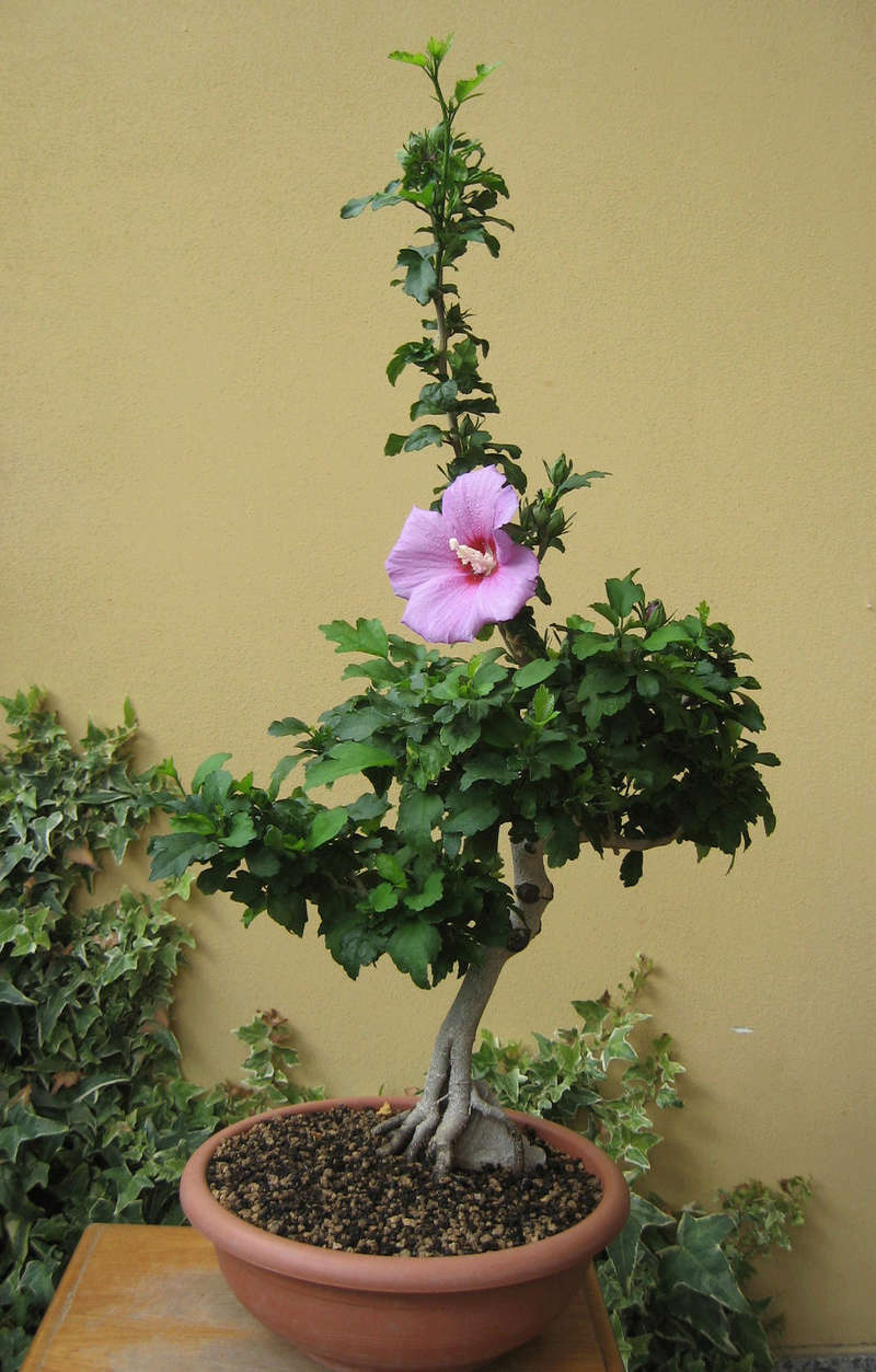 Piccolo hibiscus - Pagina 4 Img_7710