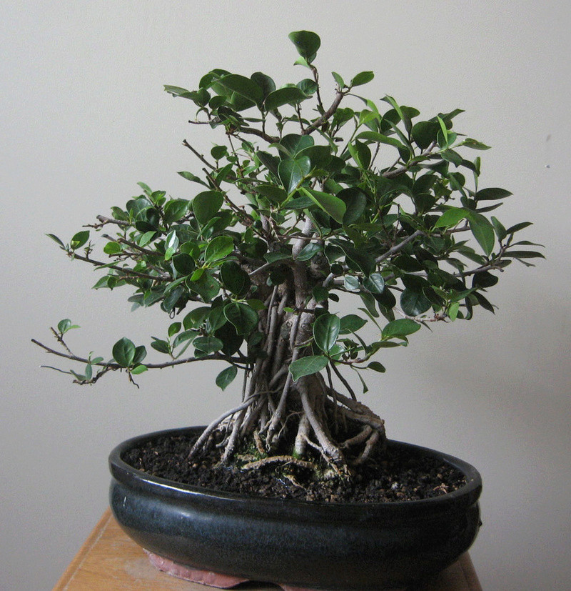 Ficus retusa con radici aeree - Pagina 5 Img_7721