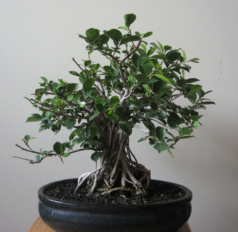 Ficus retusa con radici aeree - Pagina 5 Img_7722