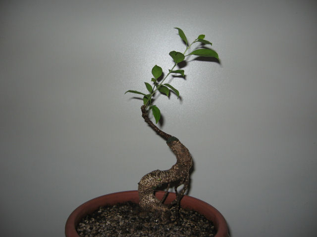 Ficus Retusa....lo abbasso ?? - Pagina 4 Img_8819