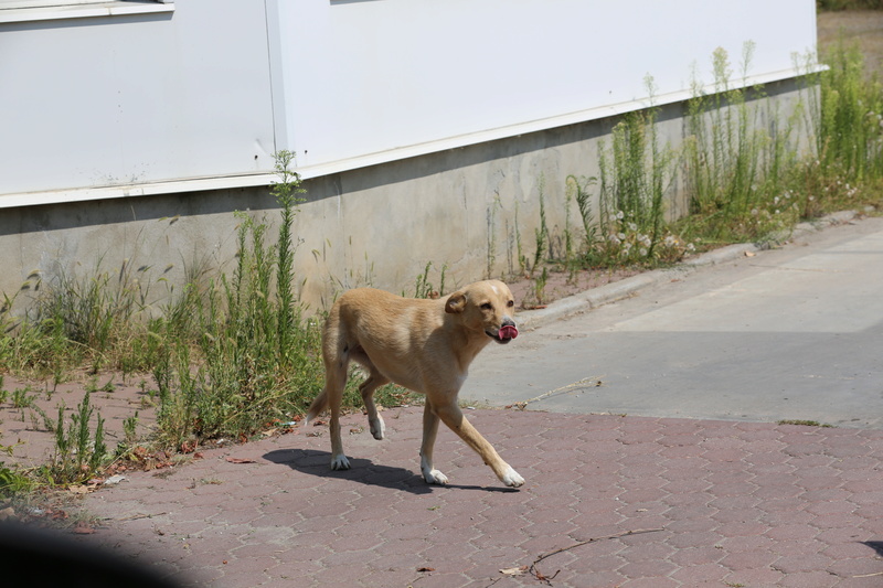 Parrainage de Lina ( chienne de la Fabrique) Hx9a7211
