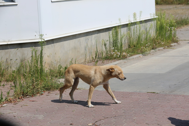 Parrainage de Lina ( chienne de la Fabrique) Hx9a7212