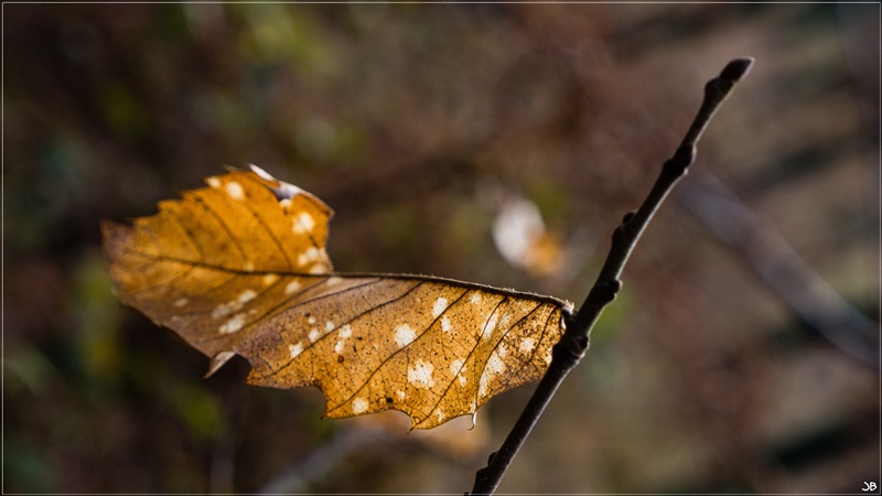 Feuille hivernale (GH3, EM5) Lr4-p182