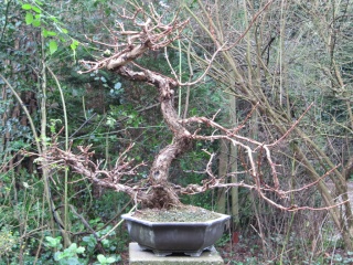 MY VISIT TO THE DESHIMA BONSAI STUDIO (NL) FOR THE ONE YEAR ANNIVERSARY OF THE BONSAI CAFE. Img_3918