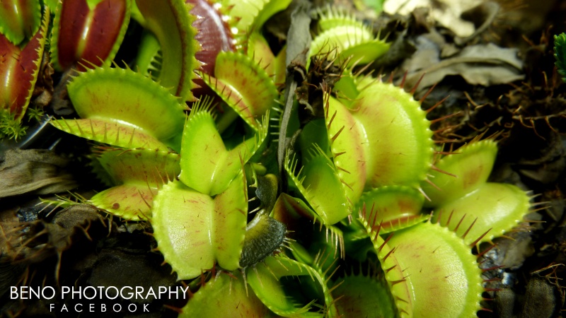 Dionaea "Charly Mandon's Spotted" Dionae11