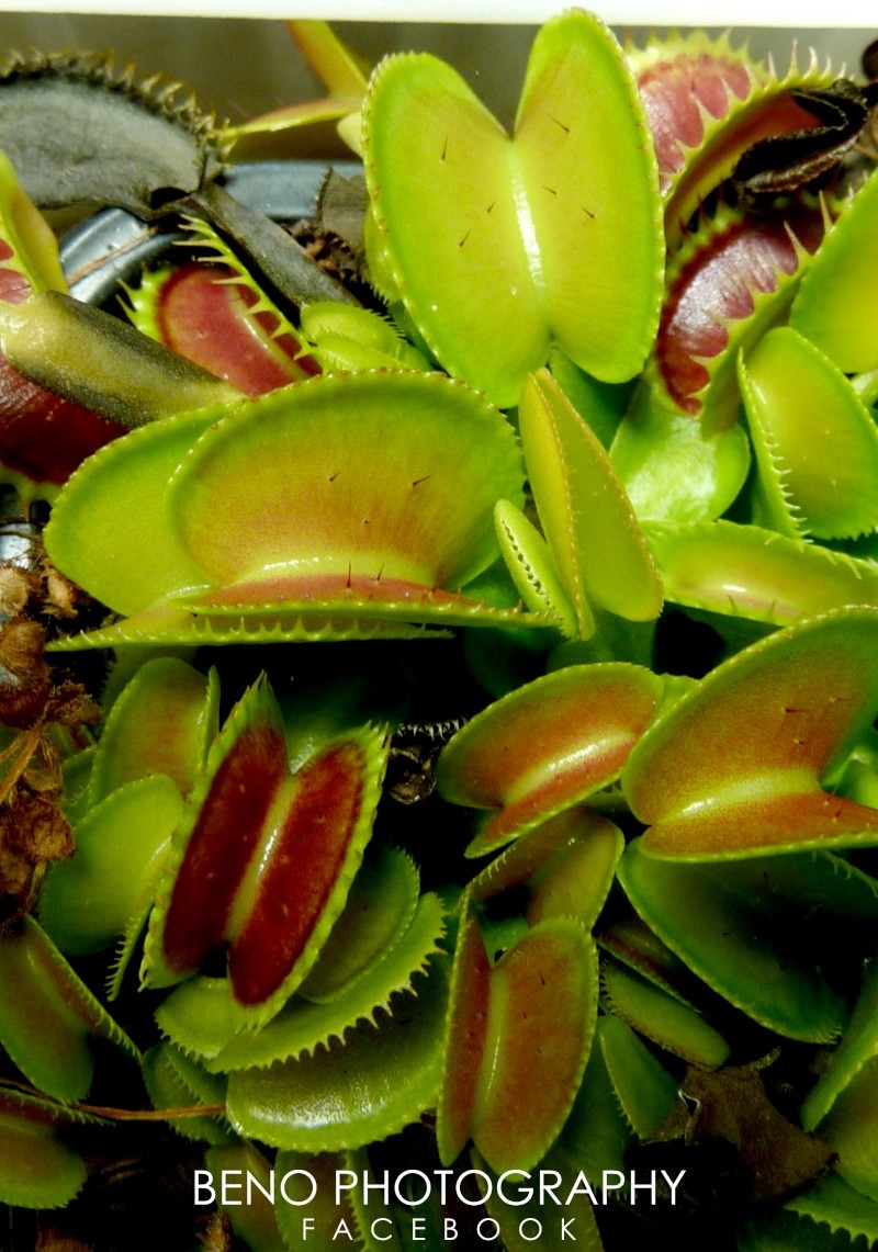 Dionaea "Microdent" Dionae12