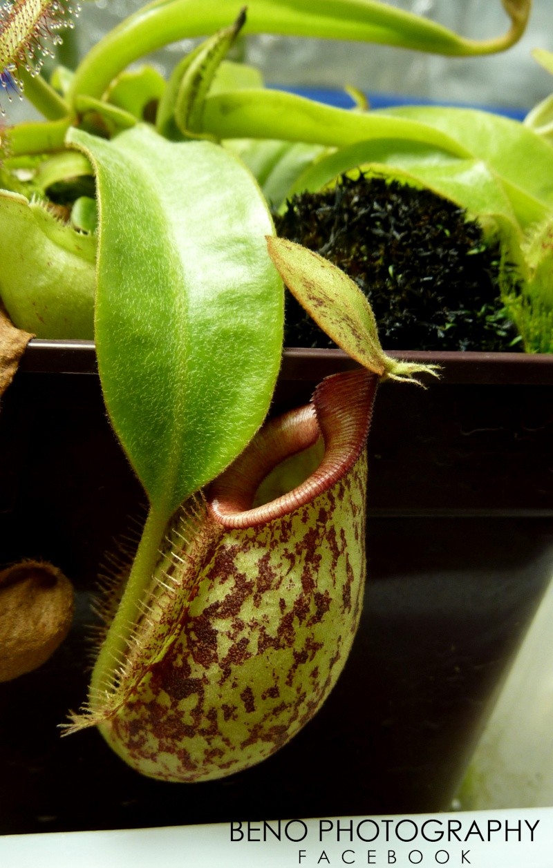 Nepenthes "X Hookeriana" Nepent10