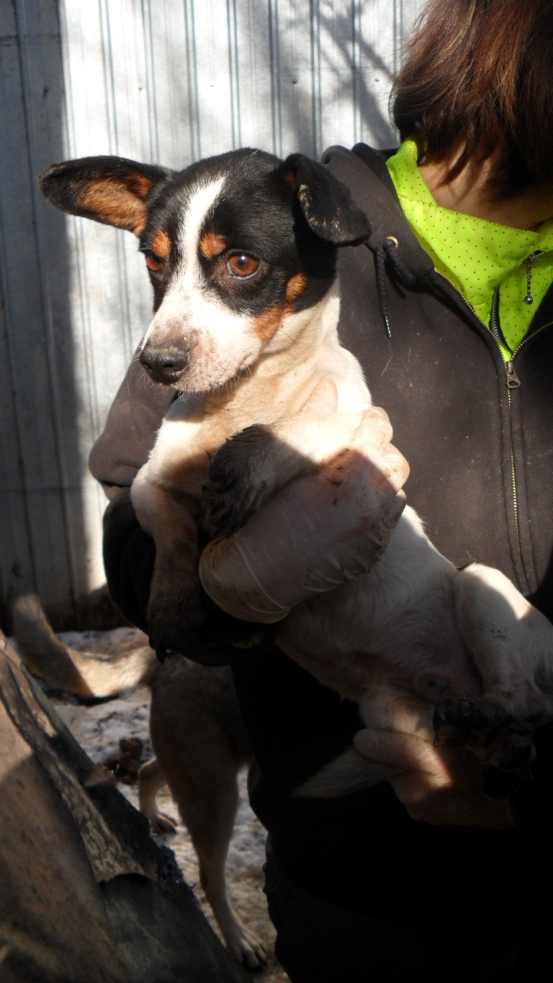 Très Urgent - JIMMY - 2 ans (problème pattes avant) - pris en charge par une asso en Allemagne Sam_1414