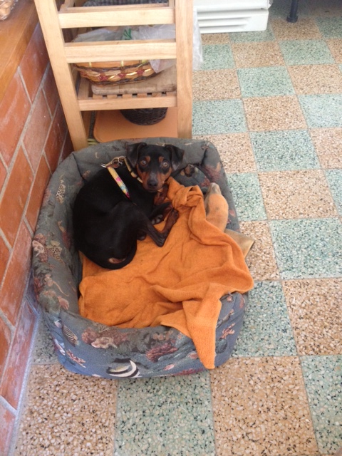 [ ADOPTE ]Fabbio, type pinscher nain, 2 ans (06) 111