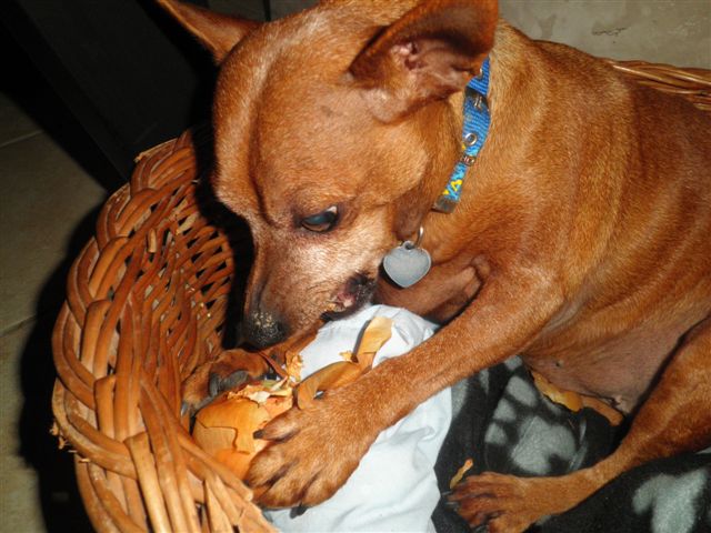 Adoption Ursula 9 ans. (Doubs, 25) - Page 3 13010911