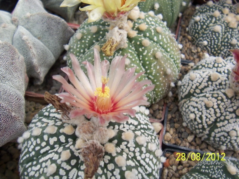 Cacti and Sukkulent in Köln, every day new flowers in the greenhouse Part 30   Bild1006