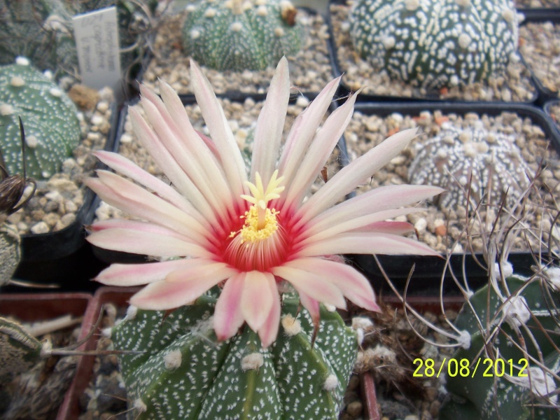 Cacti and Sukkulent in Köln, every day new flowers in the greenhouse Part 30 Bild1009
