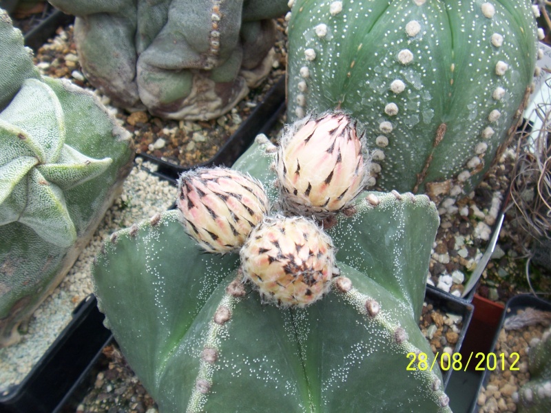 Cacti and Sukkulent in Köln, every day new flowers in the greenhouse Part 30   Bild1012