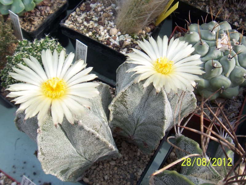 Cacti and Sukkulent in Köln, every day new flowers in the greenhouse Part 30 Bild1014