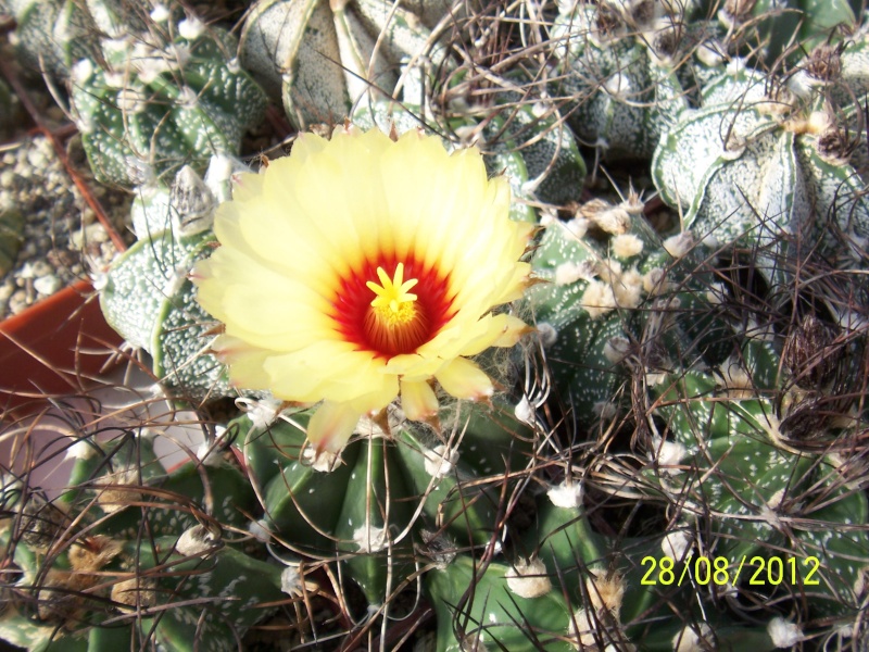 Cacti and Sukkulent in Köln, every day new flowers in the greenhouse Part 30   Bild1020