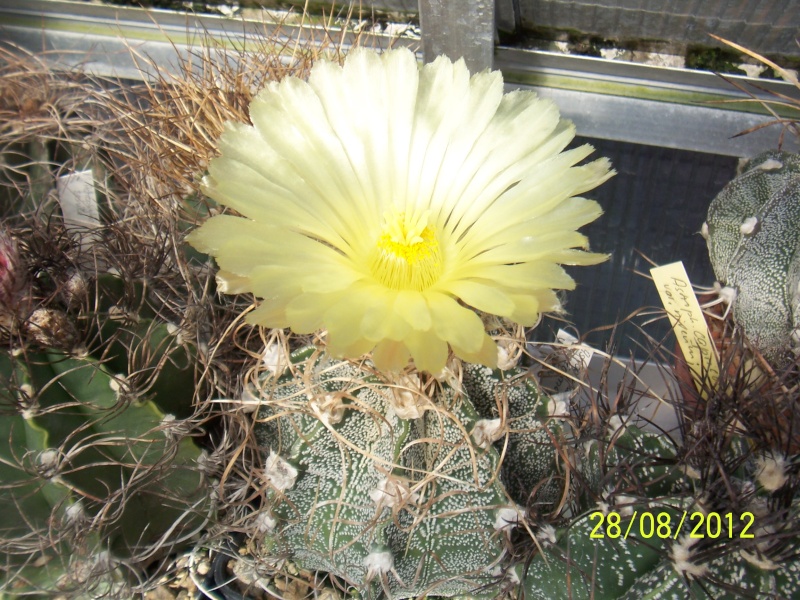 Cacti and Sukkulent in Köln, every day new flowers in the greenhouse Part 30   Bild1033