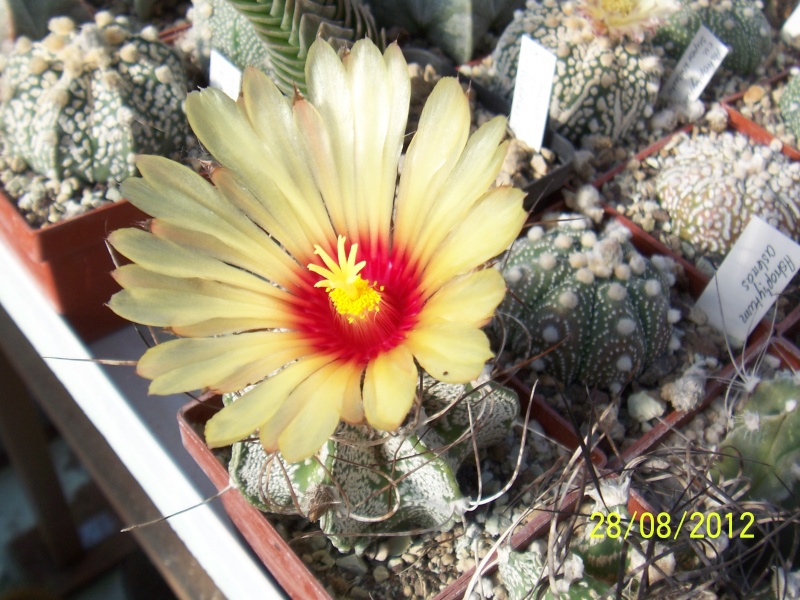 Cacti and Sukkulent in Köln, every day new flowers in the greenhouse Part 30   Bild1036
