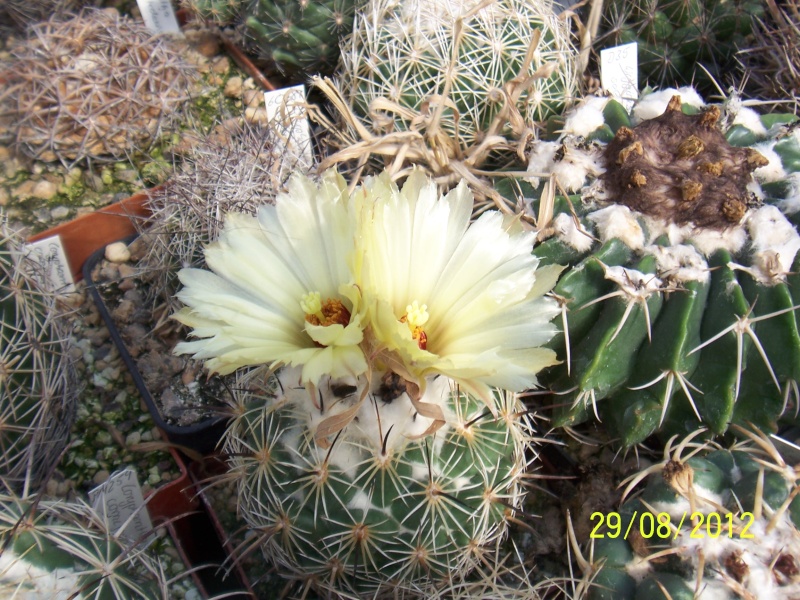 Cacti and Sukkulent in Köln, every day new flowers in the greenhouse Part 31 Bild1049