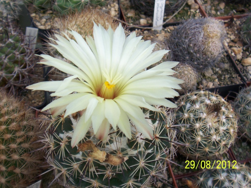 Cacti and Sukkulent in Köln, every day new flowers in the greenhouse Part 31 Bild1051