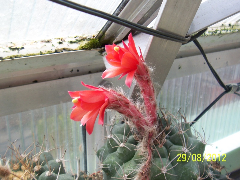 Cacti and Sukkulent in Köln, every day new flowers in the greenhouse Part 31 Bild1055