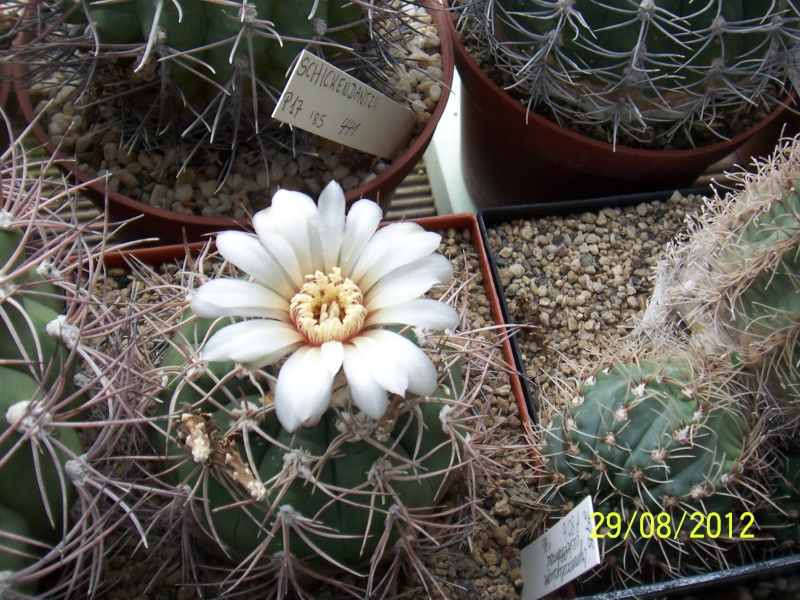 Cacti and Sukkulent in Köln, every day new flowers in the greenhouse Part 31 Bild1071