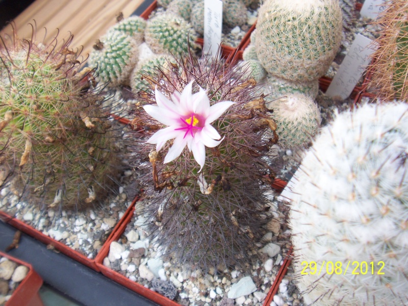 Cacti and Sukkulent in Köln, every day new flowers in the greenhouse Part 31 Bild1077