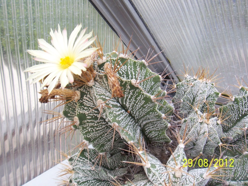 Cacti and Sukkulent in Köln, every day new flowers in the greenhouse Part 31 Bild1080
