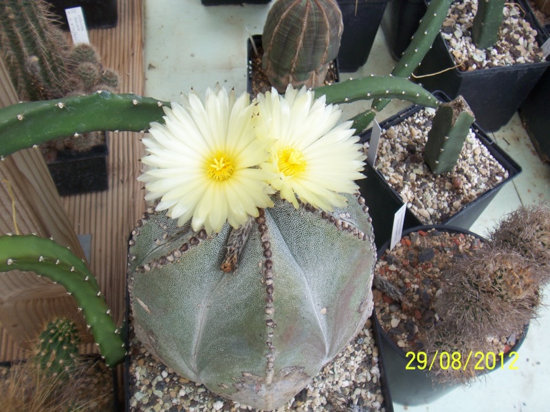 Cacti and Sukkulent in Köln, every day new flowers in the greenhouse Part 31 Bild1081