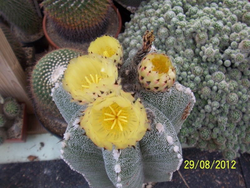 Cacti and Sukkulent in Köln, every day new flowers in the greenhouse Part 31 Bild1082