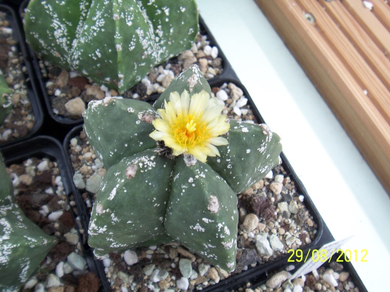 Cacti and Sukkulent in Köln, every day new flowers in the greenhouse Part 31 Bild1086