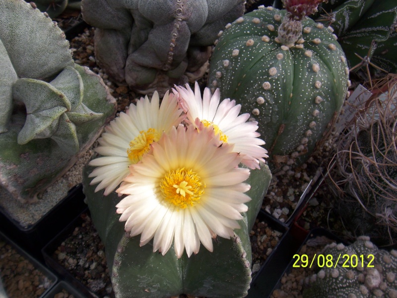 Cacti and Sukkulent in Köln, every day new flowers in the greenhouse Part 31 Bild1087