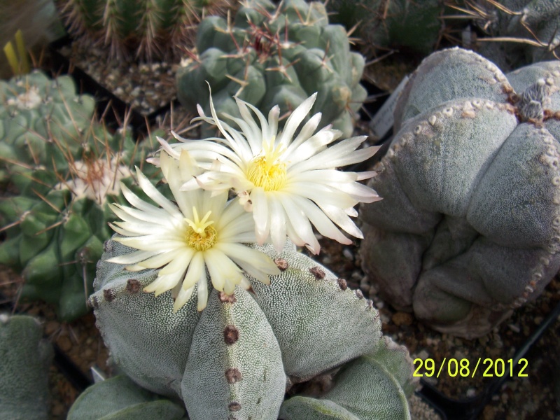 Cacti and Sukkulent in Köln, every day new flowers in the greenhouse Part 31 Bild1088
