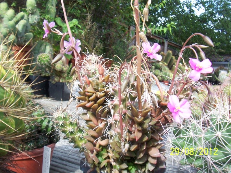 Cacti and Sukkulent in Köln, every day new flowers in the greenhouse Part 31 Bild1091