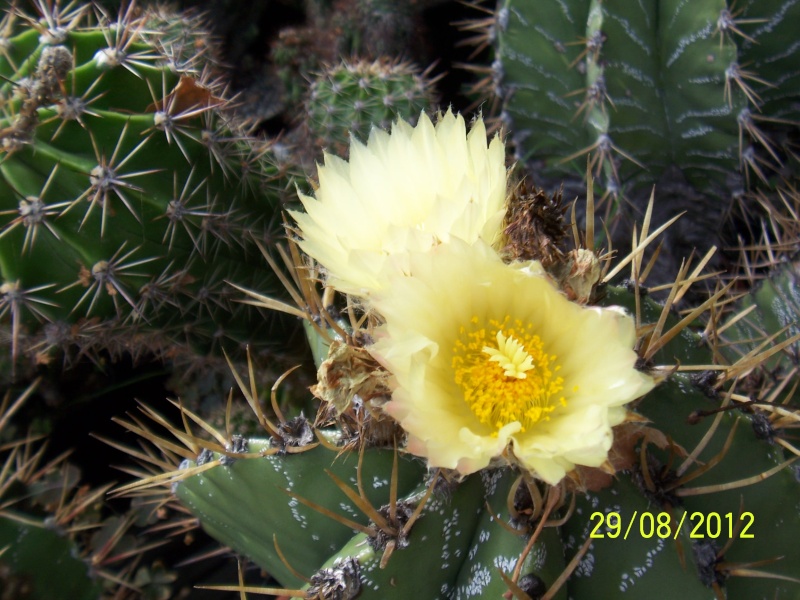 Cacti and Sukkulent in Köln, every day new flowers in the greenhouse Part 31 Bild1097