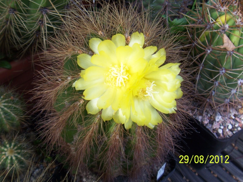 Cacti and Sukkulent in Köln, every day new flowers in the greenhouse Part 31 Bild1098