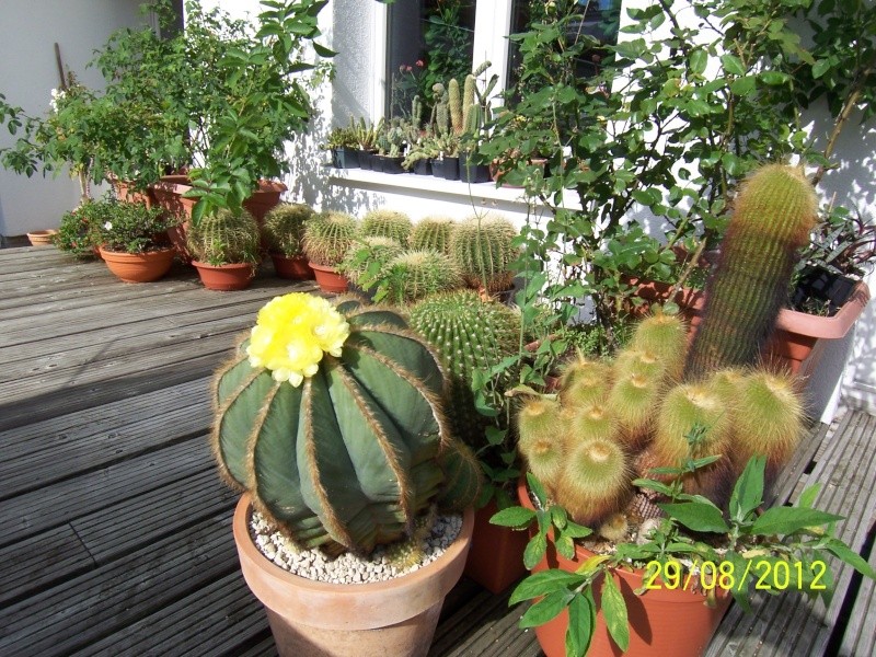 Cacti and Sukkulent in Köln, every day new flowers in the greenhouse Part 31 Bild1100