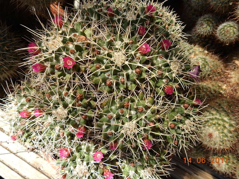 Cacti and Sukkulent in Köln, every day new flowers in the greenhouse Part 166 Bild1107