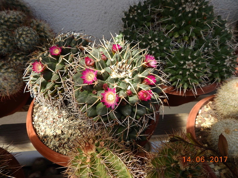 Cacti and Sukkulent in Köln, every day new flowers in the greenhouse Part 166 Bild1113